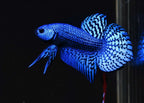 Wild Betta Alien Blue Heart Tail PNPV Usa Premium Tropical Aquarium Fish