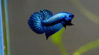 Wild Betta Alien Blue Heart Tail PNPV Usa Premium Tropical Aquarium Fish