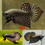 Wild Betta Alien Copper Heart Tail PNPV Usa Premium Tropical Aquarium Fish