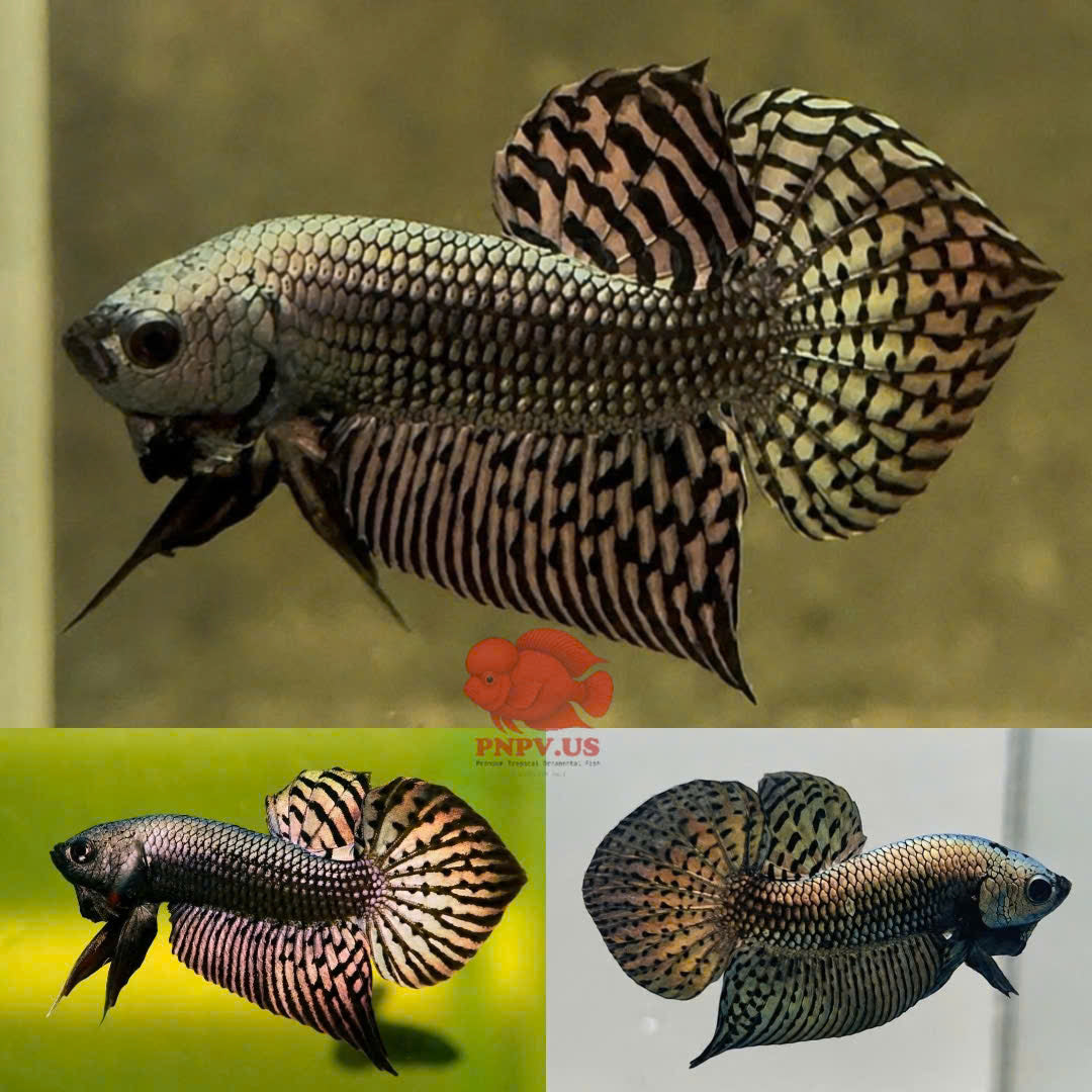 Wild Betta Alien Copper Heart Tail PNPV Usa Premium Tropical Aquarium Fish
